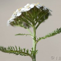 Yarrow